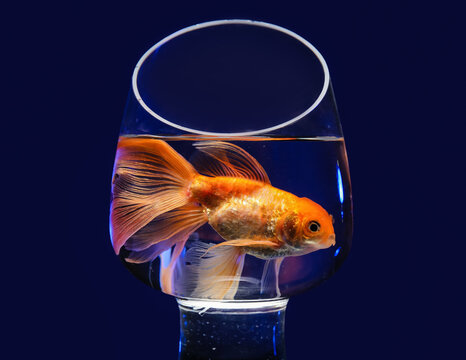 Beautiful Gold Fish In Bowl On Black Background