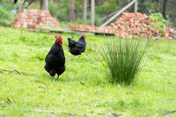 rooster on the grass