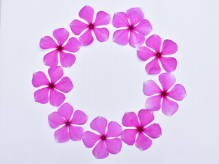 Fototapeta na wymiar floral circle shape on white paper background. Copy space. Top view. Catharanthus roseus.