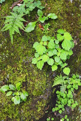 岩に生えるシダと苔、草