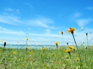 Little yellow flowers blooming in the meadow