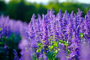 美しいラベンダーの花畑