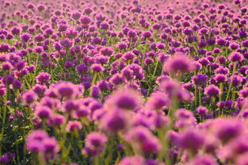 Obraz premium 美しいサルビアの花