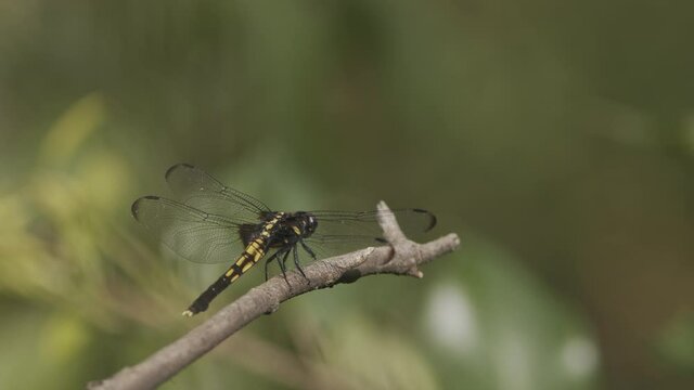Black and yellow dragonfly taking off and landing.