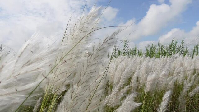 White Saccharum spontaneum flower swaying in the wind in the autumn field. It grows on fallow land commonly known as wild sugarcane and Kans grass. Close-up views of the white autumn flowers.