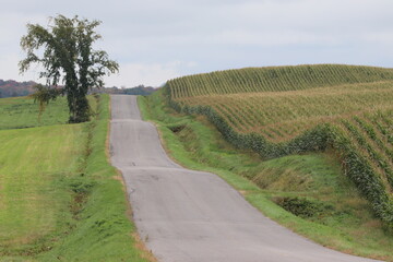 landscape with vineyard and trees