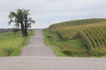 country road in region