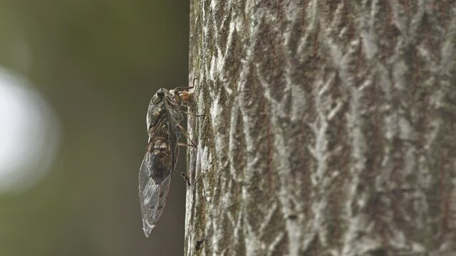 Japanese cicada fighting off an inquisitive ant.