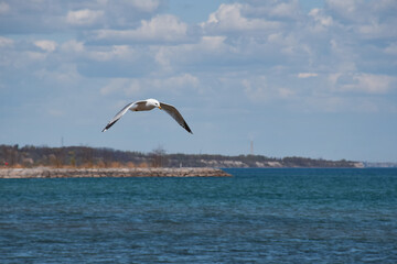 Fototapeta na wymiar Seagull flying on a seashore or lakeshore