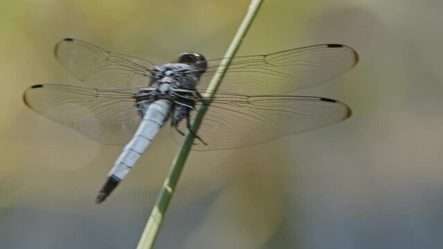 Large dragonfly resting on a blade of grass