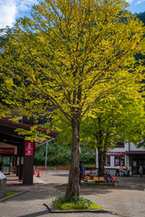富山県立山町にある立山駅の紅葉の時期の風景 Scenery of Tateyama Station in Tateyama Town, Toyama Prefecture, during the fall foliage season.