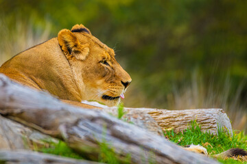 2021-09-16 A FEMALE LIONESS LYING ON HER SIDE BEHIND SOMEG BLURRY LOGS WITH HER TOUNGE STICKING OUT