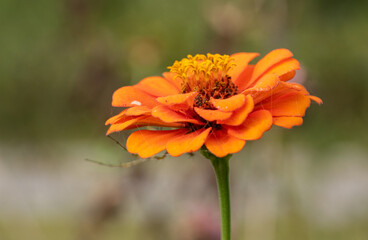 Zinnia flower with spider web
