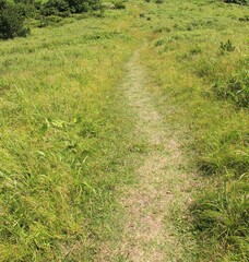 Obraz na płótnie Canvas 雑草が茂る地面に、人が歩いて作った道が伸びている風景