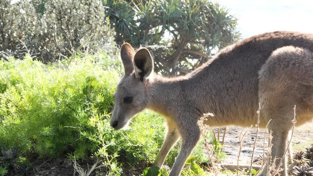 A Kangaroos grazing on a coastal a native coastal shrub. Animal behavior video