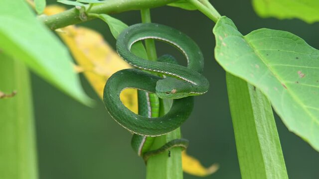 Seen within a plant while a black ant approaches from below to check out the snake; Vogel's Pit Viper, Trimeresurus vogeli, Khao Yai National Park, Thailand.