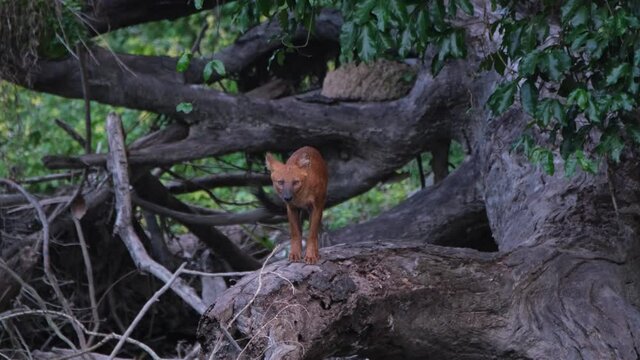 Seen on a fallen tree turning around to face the camera; Dhole or Asian Wild Dog Cuon alpinus, Khao Yai National Park, Thailand.