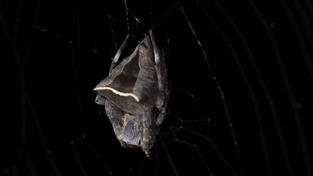 Seen on its web moving with the wind; Abandoned-web Orb-Weaver, Parawixia dehaani, Kaeng Krachan National Park, Thailand.