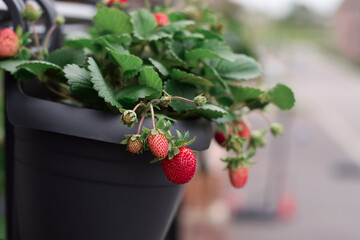 Strawberries in containers growing on a balcony
