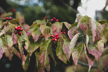 ハナミズキの花
