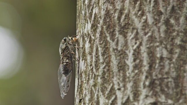 Japanese cicada fighting off an inquisitive ant.