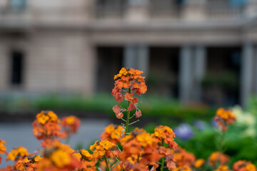 Flowers blooming in a garden