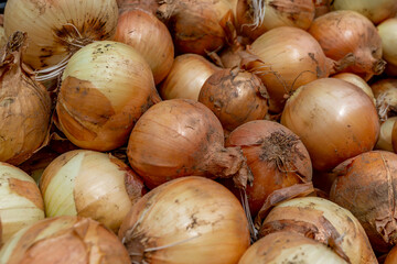 Full frame picture of freshly picked onions with dirt still on them.