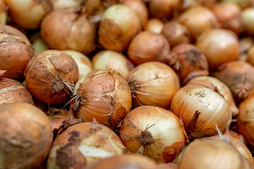 Full frame picture of freshly picked onions with dirt still on them.  Shot with a shallow depth of field.