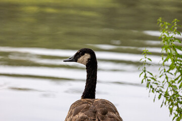 country goose swimming in the lake