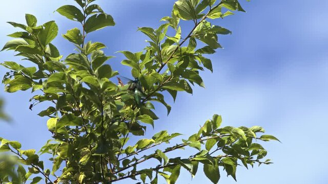 Japanese Jewel beetles mating in a tree