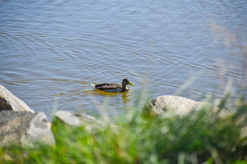 Female Duck on a Pond by a Rocky Bank