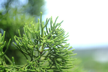 close up of a pine tree