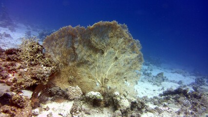 coral reef and diver