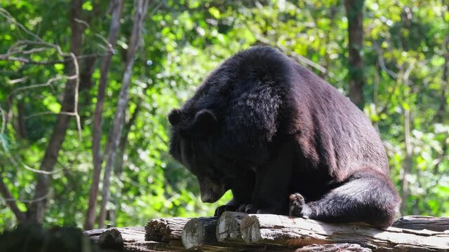 Stooping down while sitting under the morning sun trying to think about the future; Asiatic Black Bear, Ursus thibetanus, Huai Kha Kaeng Wildlife Sanctuary, Thailand.