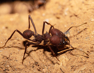 Close-up on Red ant.