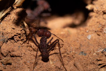 Close-up on Red ant.