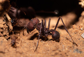 Close-up on Red ant.