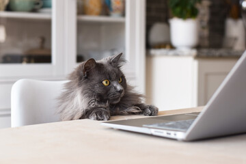 Cute funny grey cat sitting at desk watching something on laptop computer