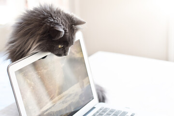 Cute funny grey cat peeking from behind laptop computer screen