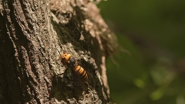 Asian giant hornet cleaning antennae and body.