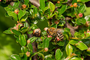 macro close up of a wonderful insect like a spider or fly or beetle on a leaf in beautiful nature