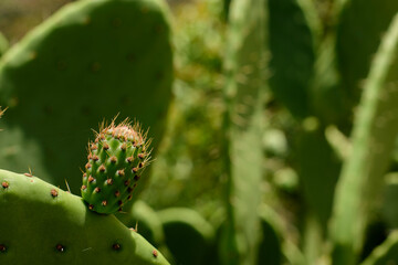Tuna fruto comestible, 
nopal,
México
verde