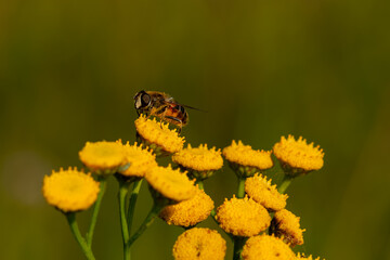 macro close up of a wonderful insect like a spider or fly or beetle on a leaf in beautiful nature