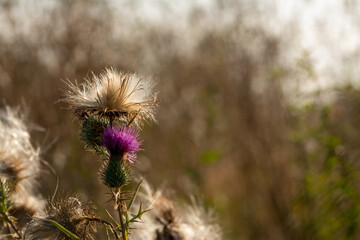 macro close up of a wonderful insect like a spider or fly or beetle on a leaf in beautiful nature