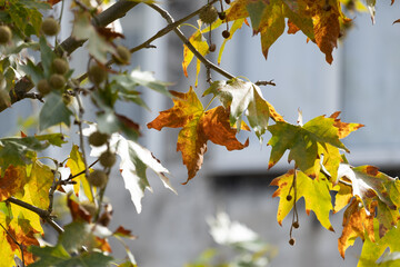 yellowed sycamore leaves  in autumn. plane tree.