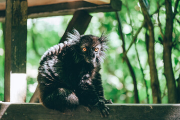 木の上で凛々しい表情をしているキツネザル