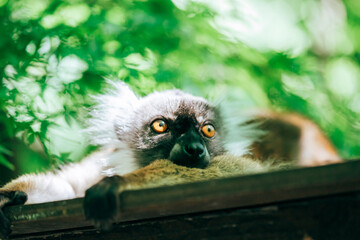 遠くを見つめるキツネザル