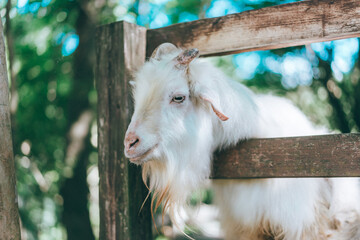 動物園のフェンスから顔を出すヤギ