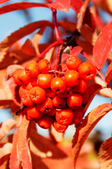 Rowan berries on a rowan tree. Rowan tree or mountain ash tree in autumn