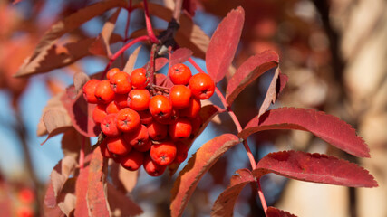 Rowan berries on a rowan tree. Rowan tree or mountain ash tree in autumn